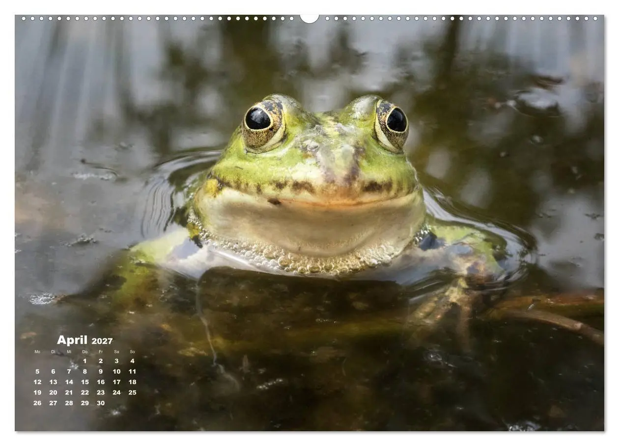 Bild: 9783569742567 | Glückliche Frösche (Wandkalender 2027 DIN A2 quer), CALVENDO...