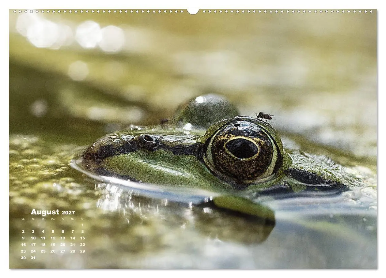 Bild: 9783569742567 | Glückliche Frösche (Wandkalender 2027 DIN A2 quer), CALVENDO...