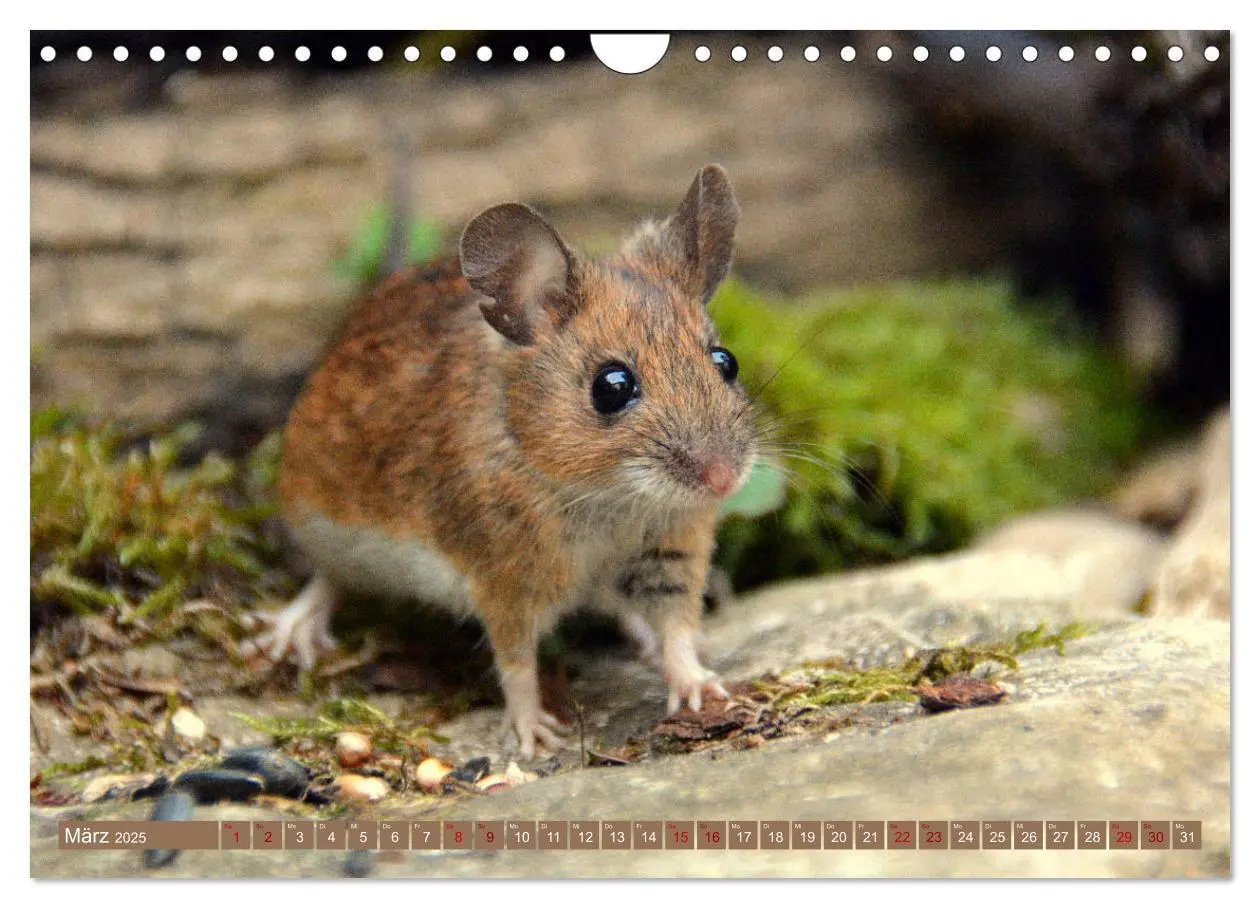 Bild: 9783435442867 | Grüsse von der Maus! (Wandkalender 2025 DIN A4 quer), CALVENDO...