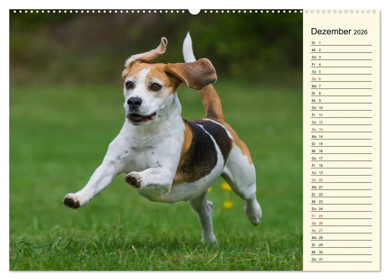 Bild: 9783516002867 | Beagle - Herz auf 4 Pfoten (hochwertiger Premium Wandkalender 2026...