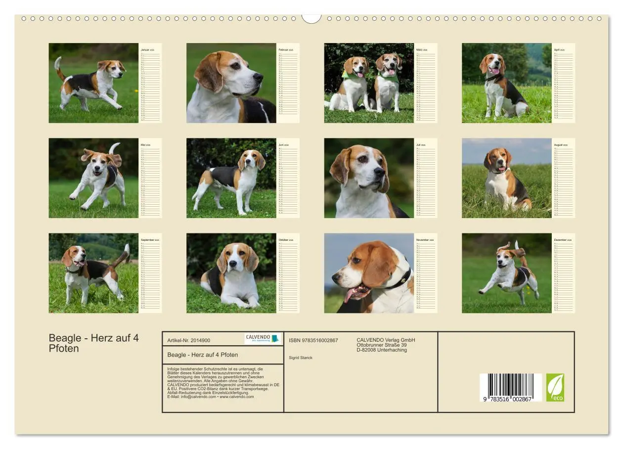 Bild: 9783516002867 | Beagle - Herz auf 4 Pfoten (hochwertiger Premium Wandkalender 2026...