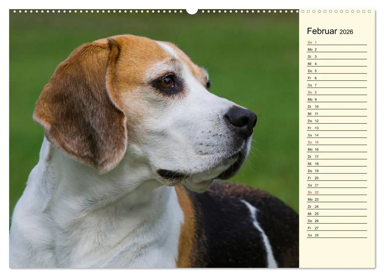 Bild: 9783516002867 | Beagle - Herz auf 4 Pfoten (hochwertiger Premium Wandkalender 2026...