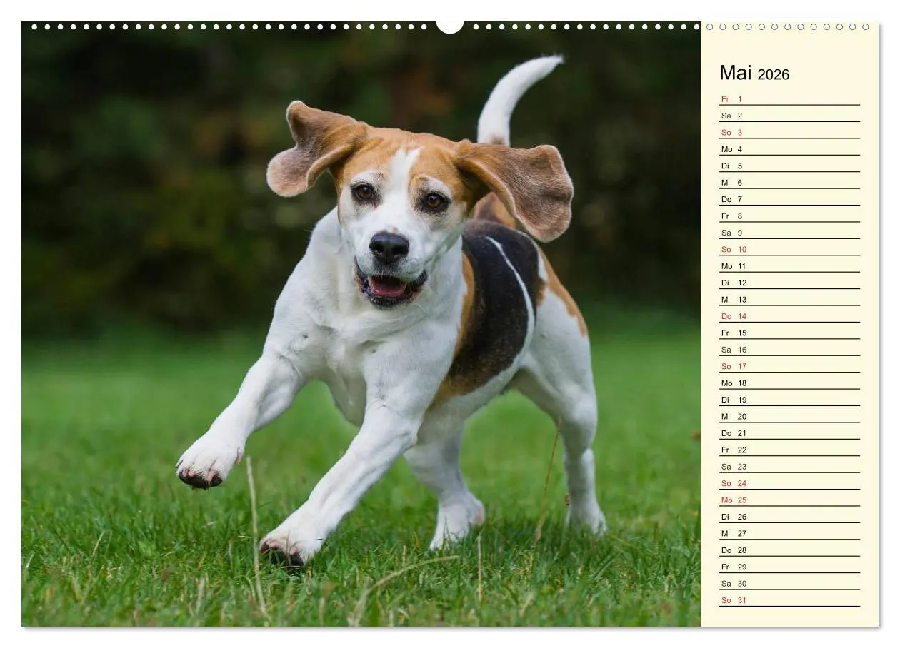Bild: 9783516002867 | Beagle - Herz auf 4 Pfoten (hochwertiger Premium Wandkalender 2026...