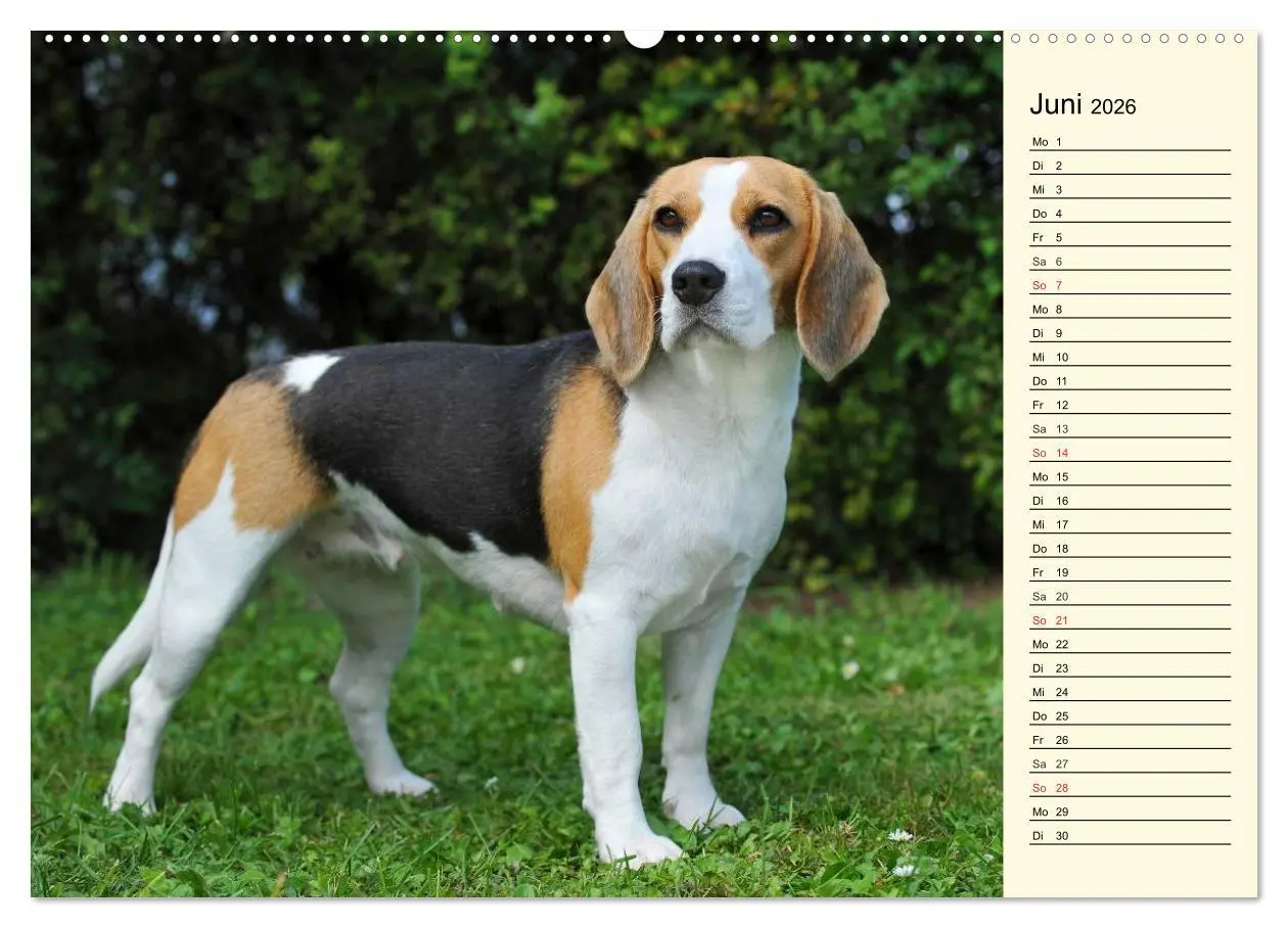 Bild: 9783516002867 | Beagle - Herz auf 4 Pfoten (hochwertiger Premium Wandkalender 2026...