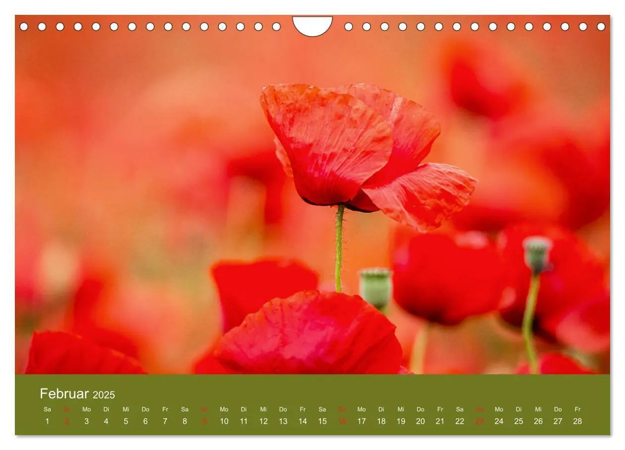 Bild: 9783435122967 | Mohnblumen Romantik (Wandkalender 2025 DIN A4 quer), CALVENDO...