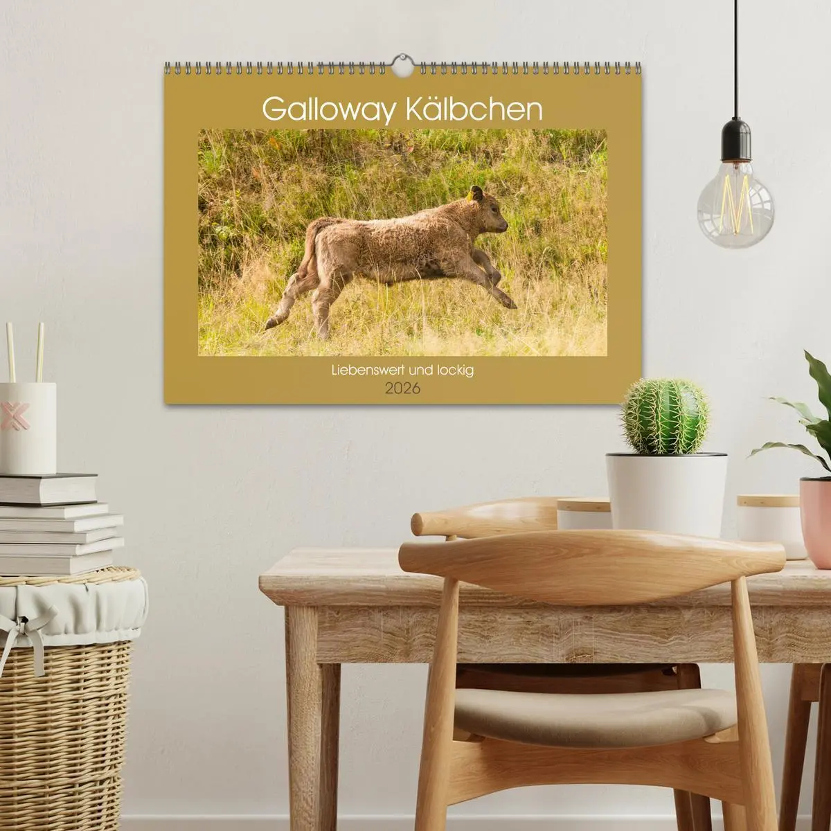 Bild: 9783457762967 | Galloway Kälbchen - Liebenswert und lockig (Wandkalender 2026 DIN...