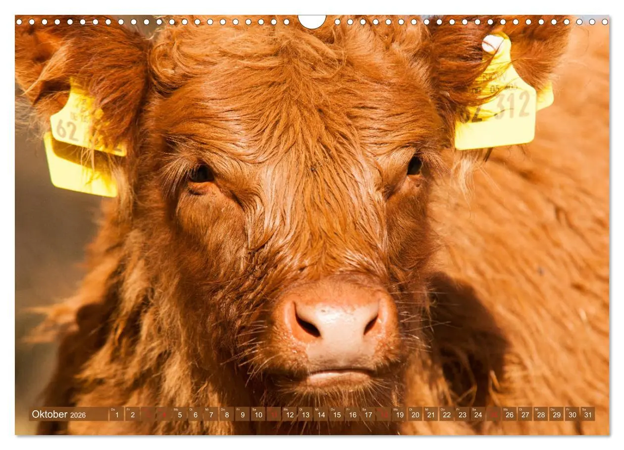 Bild: 9783457762967 | Galloway Kälbchen - Liebenswert und lockig (Wandkalender 2026 DIN...
