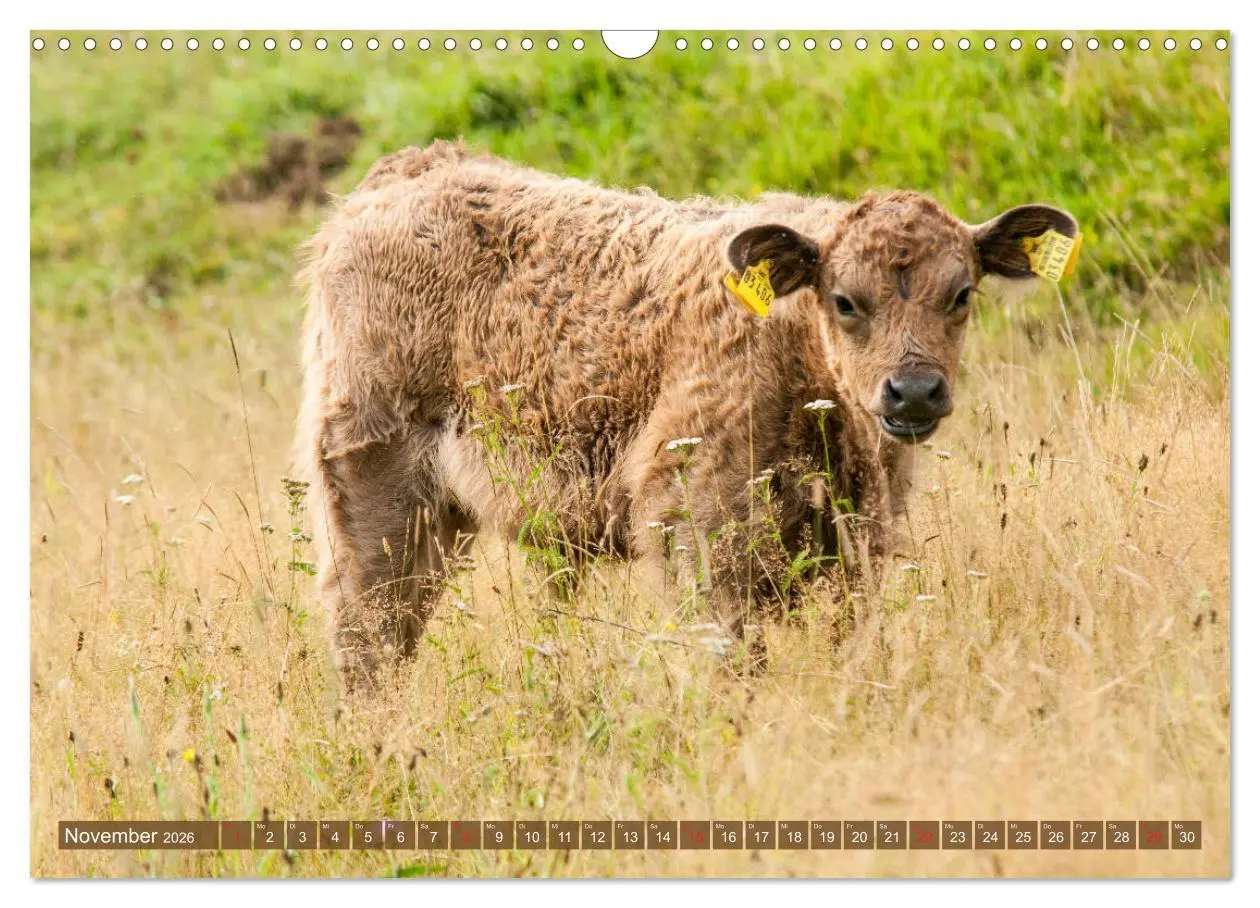Bild: 9783457762967 | Galloway Kälbchen - Liebenswert und lockig (Wandkalender 2026 DIN...