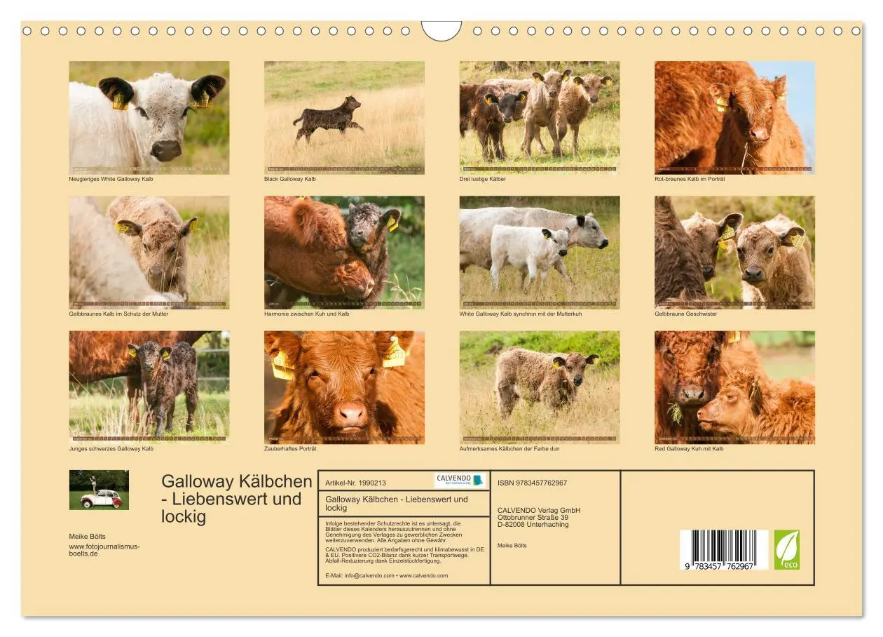 Bild: 9783457762967 | Galloway Kälbchen - Liebenswert und lockig (Wandkalender 2026 DIN...
