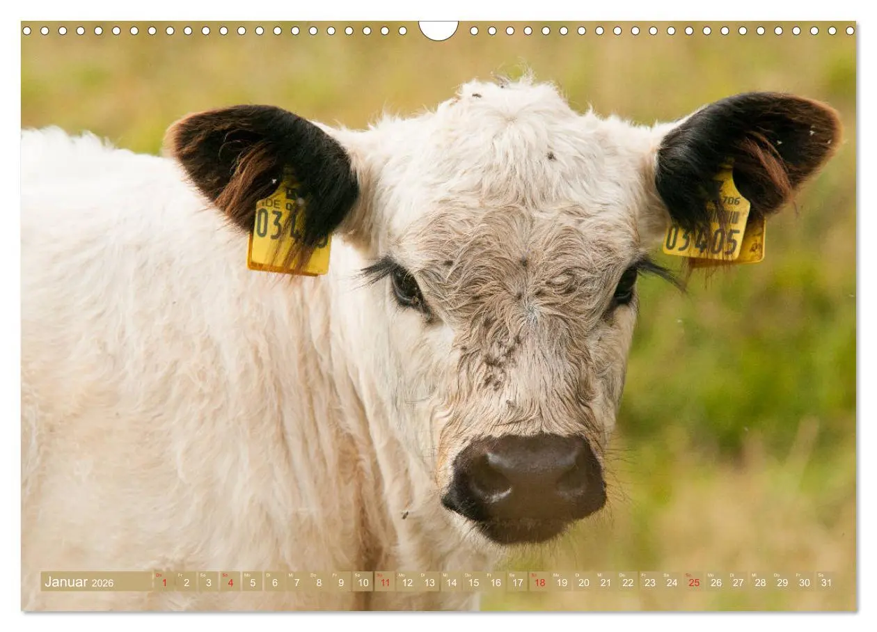 Bild: 9783457762967 | Galloway Kälbchen - Liebenswert und lockig (Wandkalender 2026 DIN...