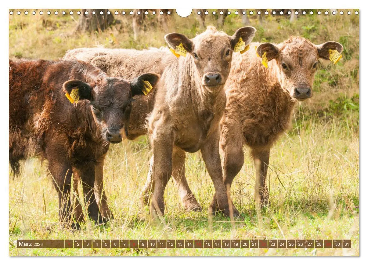 Bild: 9783457762967 | Galloway Kälbchen - Liebenswert und lockig (Wandkalender 2026 DIN...