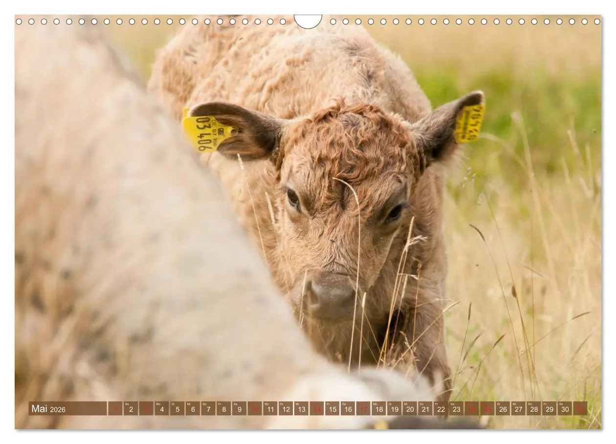 Bild: 9783457762967 | Galloway Kälbchen - Liebenswert und lockig (Wandkalender 2026 DIN...