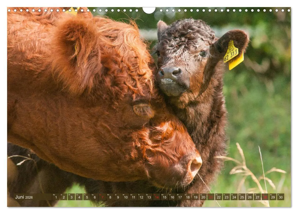Bild: 9783457762967 | Galloway Kälbchen - Liebenswert und lockig (Wandkalender 2026 DIN...