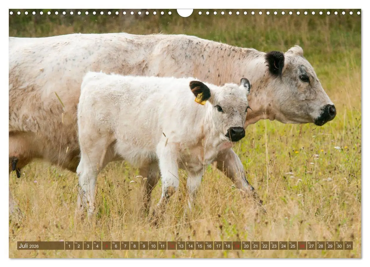 Bild: 9783457762967 | Galloway Kälbchen - Liebenswert und lockig (Wandkalender 2026 DIN...