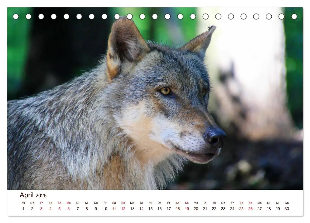 Bild: 9783457902967 | Wölfe 2026. Tierische Impressionen (Tischkalender 2026 DIN A5...