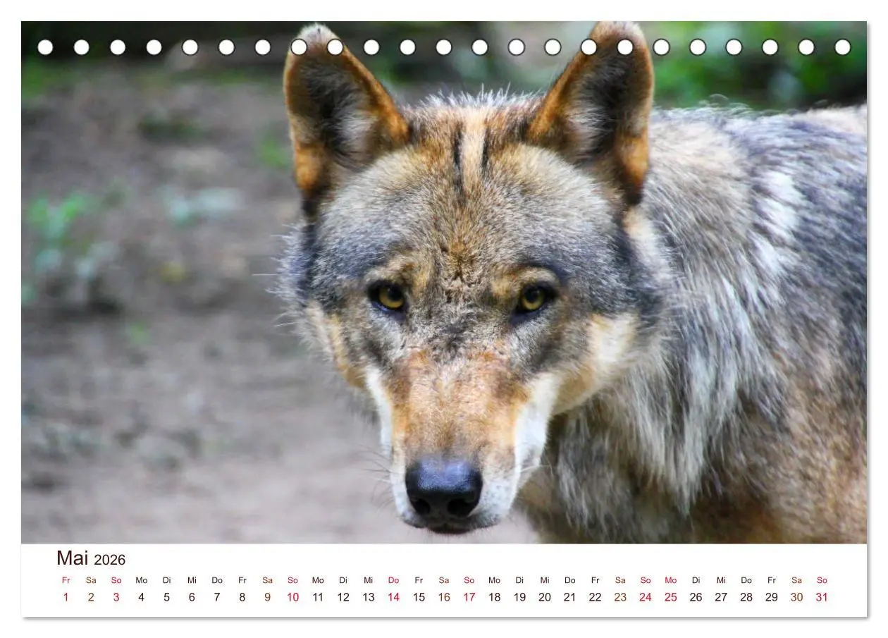 Bild: 9783457902967 | Wölfe 2026. Tierische Impressionen (Tischkalender 2026 DIN A5...