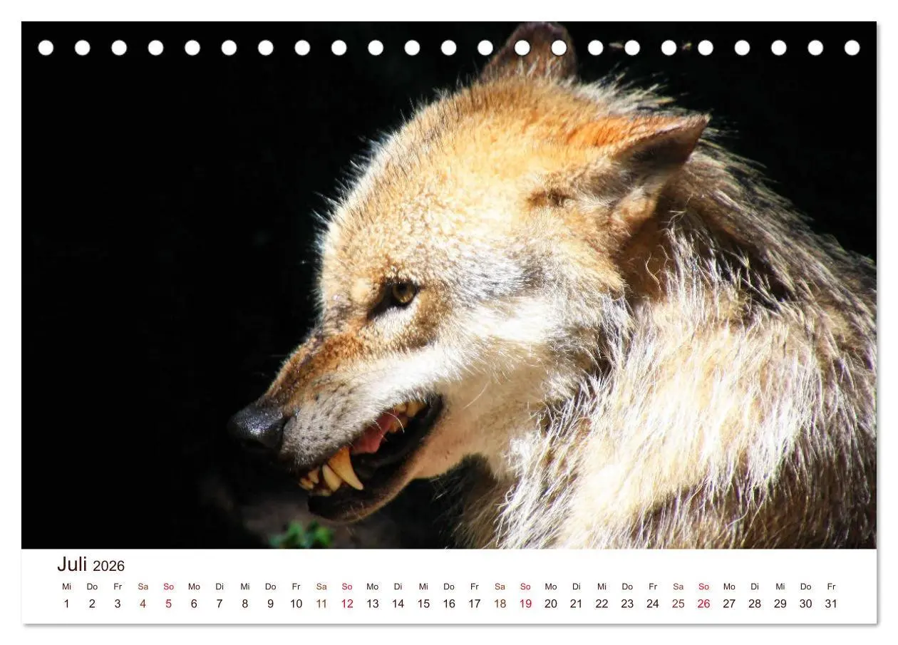 Bild: 9783457902967 | Wölfe 2026. Tierische Impressionen (Tischkalender 2026 DIN A5...
