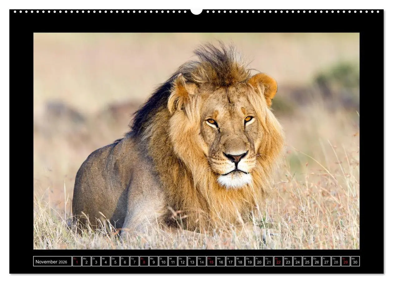 Bild: 9783516162967 | Afrikas Katzen (hochwertiger Premium Wandkalender 2026 DIN A2...