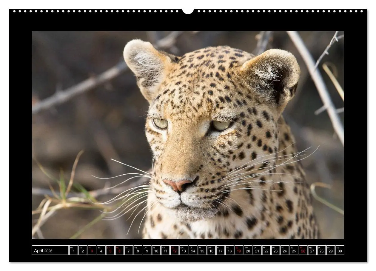 Bild: 9783516162967 | Afrikas Katzen (hochwertiger Premium Wandkalender 2026 DIN A2...