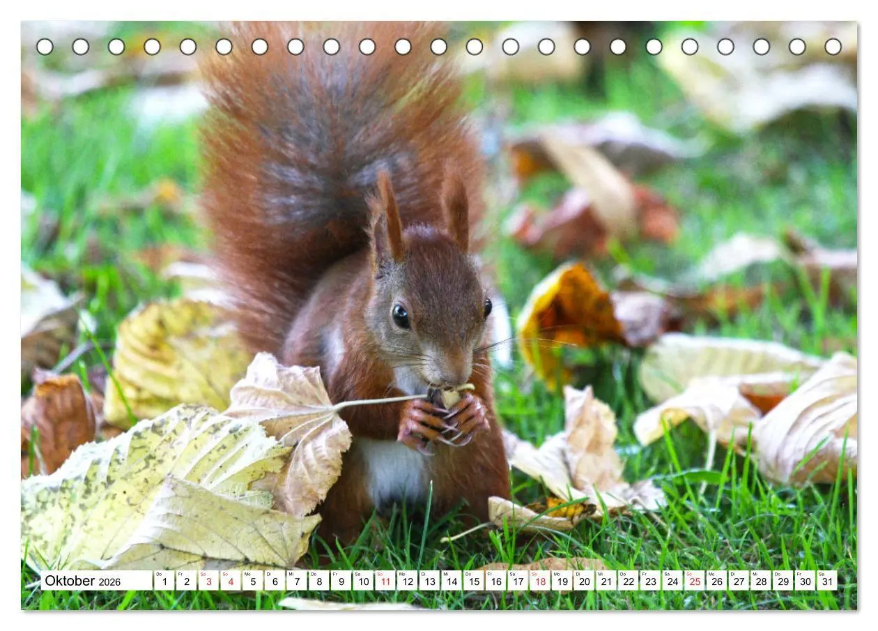 Bild: 9783516232967 | Eichhörnchen in freier Natur (Tischkalender 2026 DIN A5 quer),...