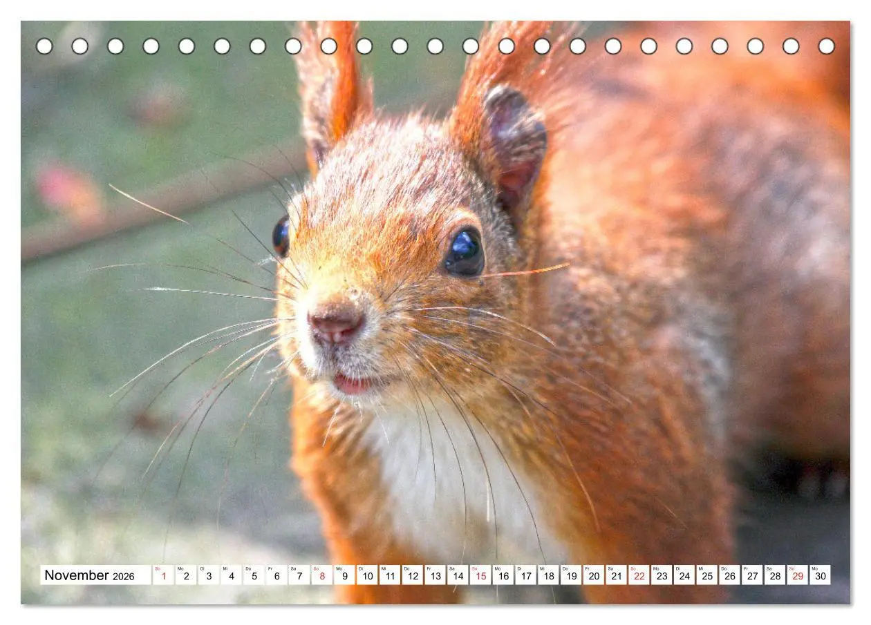 Bild: 9783516232967 | Eichhörnchen in freier Natur (Tischkalender 2026 DIN A5 quer),...