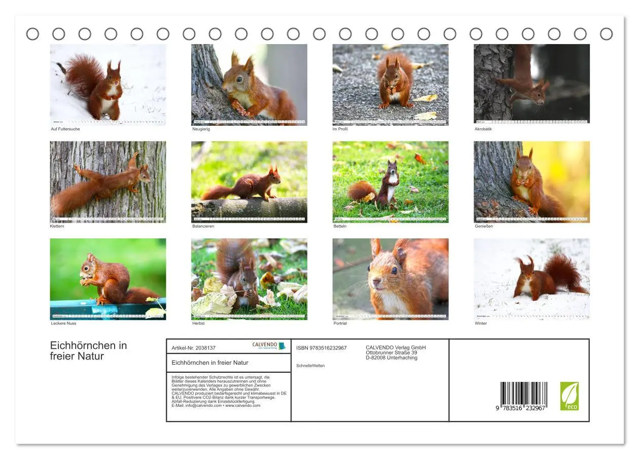 Bild: 9783516232967 | Eichhörnchen in freier Natur (Tischkalender 2026 DIN A5 quer),...