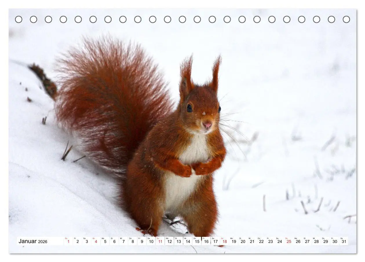 Bild: 9783516232967 | Eichhörnchen in freier Natur (Tischkalender 2026 DIN A5 quer),...