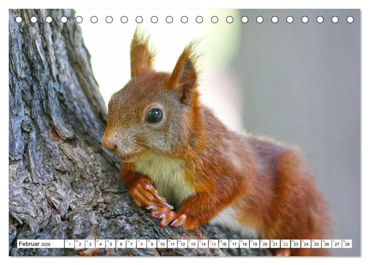 Bild: 9783516232967 | Eichhörnchen in freier Natur (Tischkalender 2026 DIN A5 quer),...