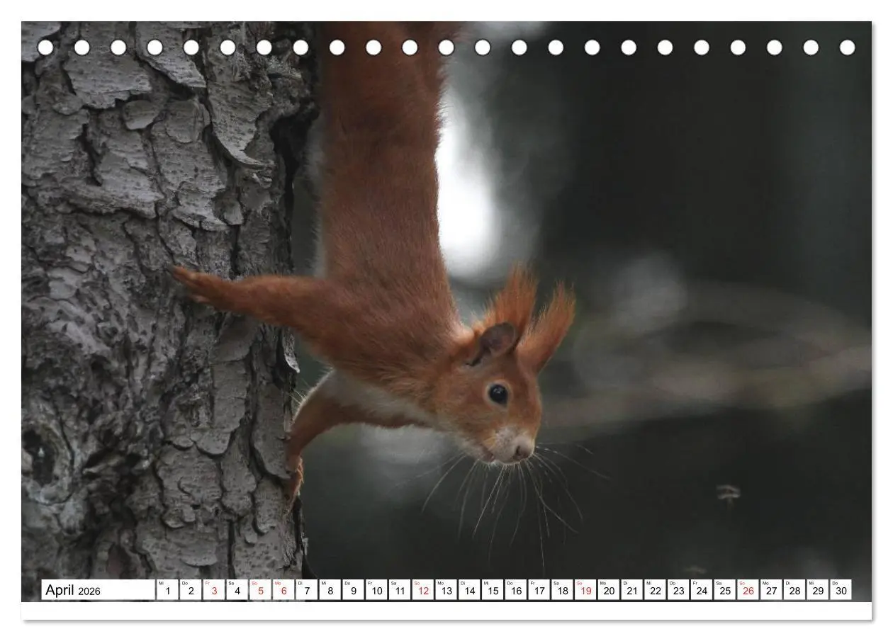 Bild: 9783516232967 | Eichhörnchen in freier Natur (Tischkalender 2026 DIN A5 quer),...