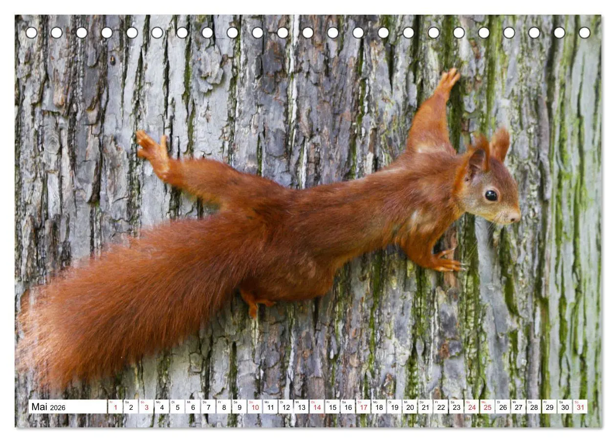 Bild: 9783516232967 | Eichhörnchen in freier Natur (Tischkalender 2026 DIN A5 quer),...