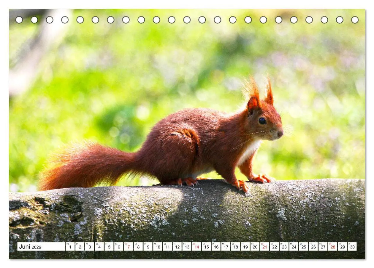 Bild: 9783516232967 | Eichhörnchen in freier Natur (Tischkalender 2026 DIN A5 quer),...