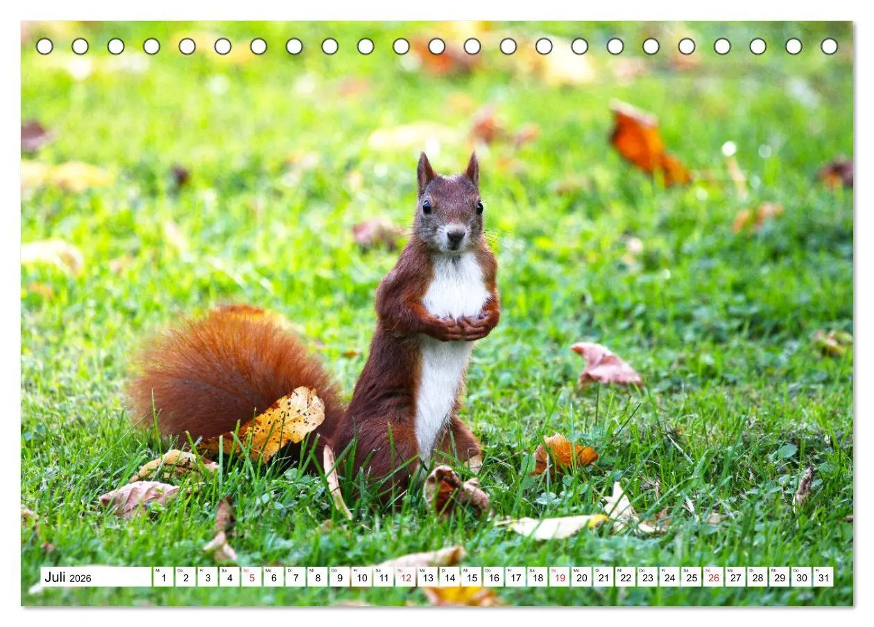 Bild: 9783516232967 | Eichhörnchen in freier Natur (Tischkalender 2026 DIN A5 quer),...
