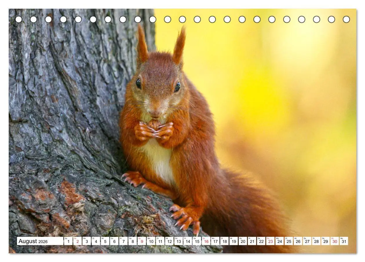 Bild: 9783516232967 | Eichhörnchen in freier Natur (Tischkalender 2026 DIN A5 quer),...