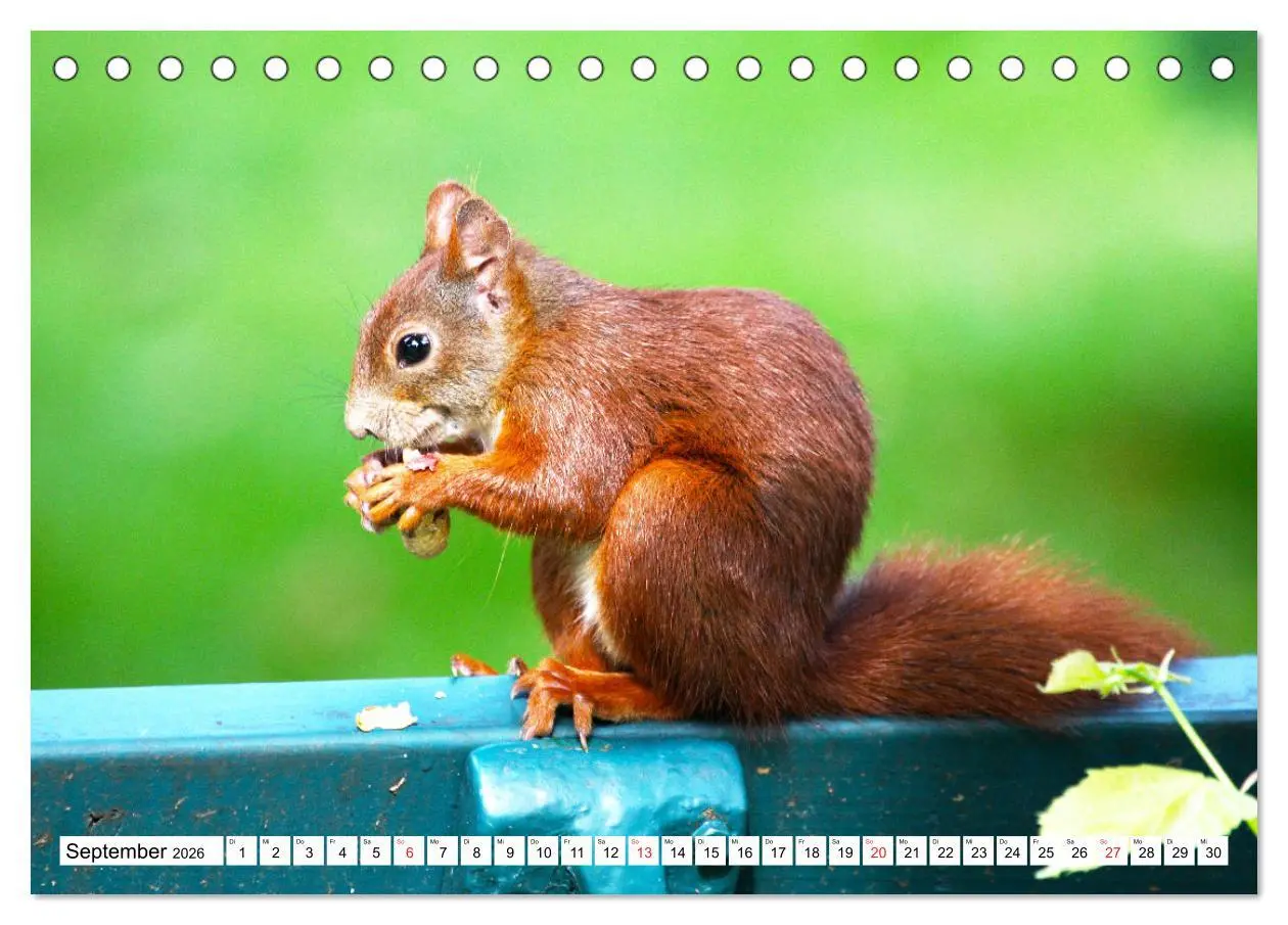 Bild: 9783516232967 | Eichhörnchen in freier Natur (Tischkalender 2026 DIN A5 quer),...