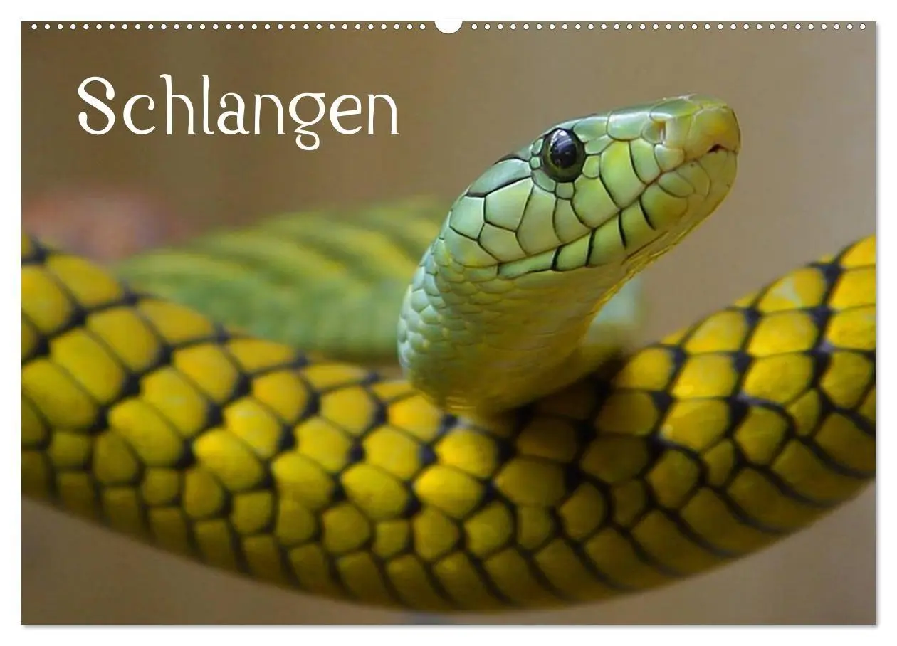 Cover: 9783594142967 | Schlangen (Wandkalender 2027 DIN A2 quer), CALVENDO Monatskalender
