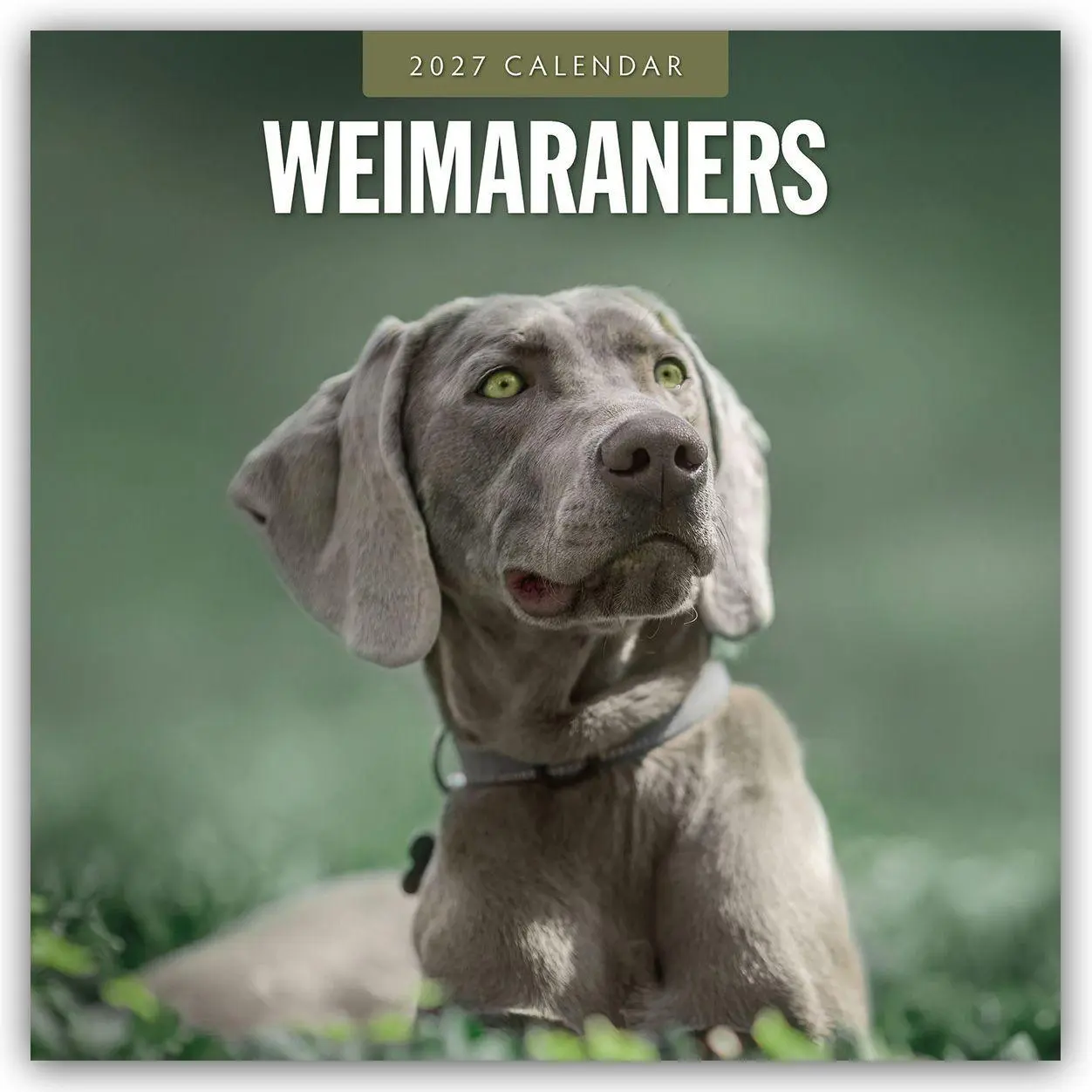 Cover: 9781837013067 | Weimaraners - Weimaraner 2027 - 16-Monatskalender | Robin Red | 28 S.