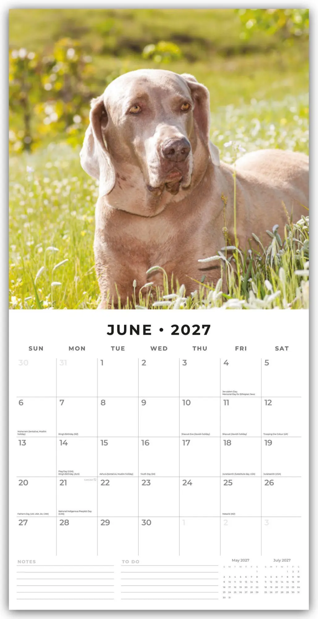 Bild: 9781837013067 | Weimaraners - Weimaraner 2027 - 16-Monatskalender | Robin Red | 28 S.