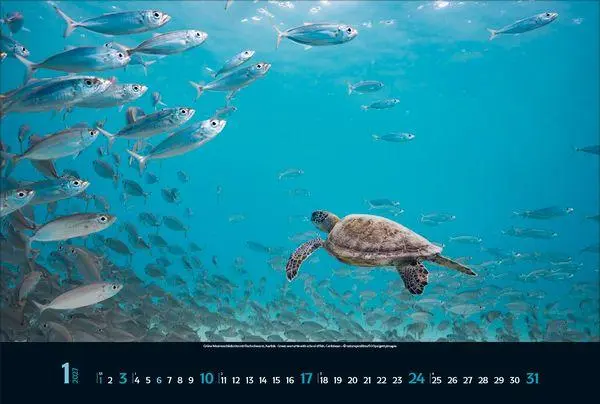 Bild: 9783819303067 | Magie der Meere 2027 | Verlag Korsch | Kalender | 14 S. | Deutsch