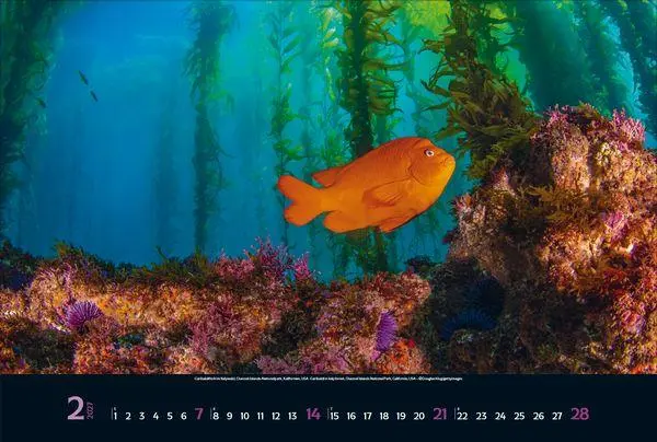 Bild: 9783819303067 | Magie der Meere 2027 | Verlag Korsch | Kalender | 14 S. | Deutsch