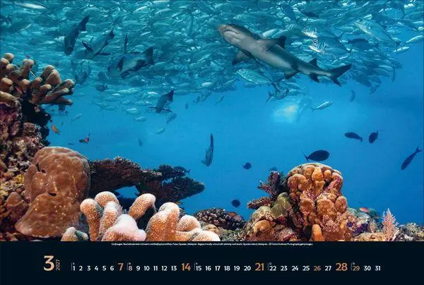 Bild: 9783819303067 | Magie der Meere 2027 | Verlag Korsch | Kalender | 14 S. | Deutsch