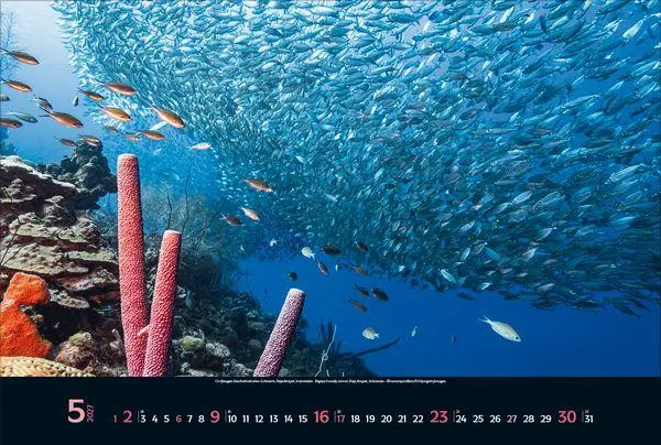 Bild: 9783819303067 | Magie der Meere 2027 | Verlag Korsch | Kalender | 14 S. | Deutsch