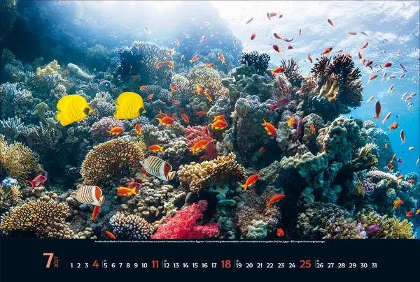Bild: 9783819303067 | Magie der Meere 2027 | Verlag Korsch | Kalender | 14 S. | Deutsch