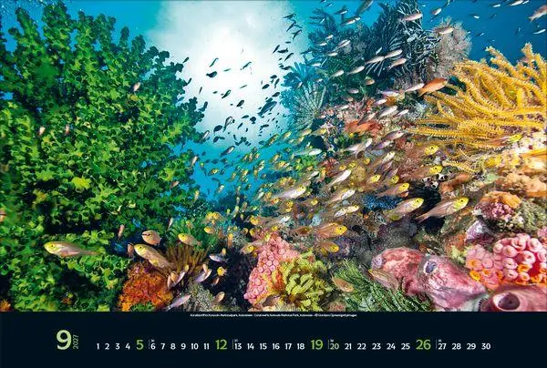 Bild: 9783819303067 | Magie der Meere 2027 | Verlag Korsch | Kalender | 14 S. | Deutsch