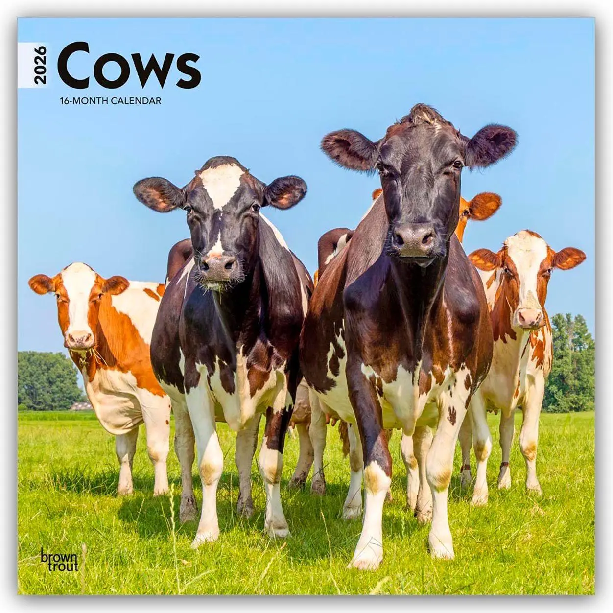 Cover: 9798330703067 | Cows - Kühe 2026 - 16-Monatskalender | Browntrout Publishers | 13 S.