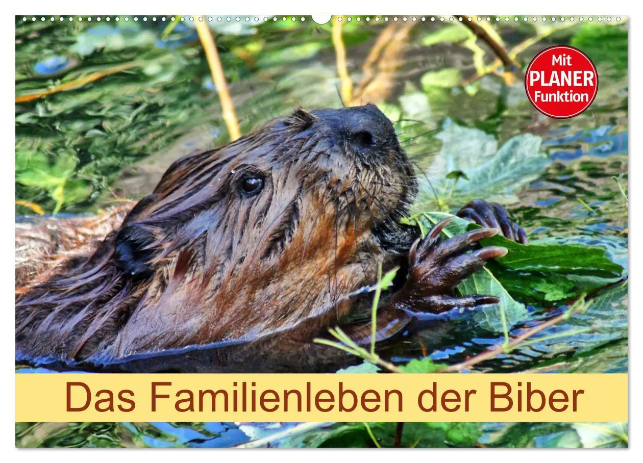 Cover: 9783457883167 | Das Familienleben der Biber (Wandkalender 2026 DIN A2 quer),...