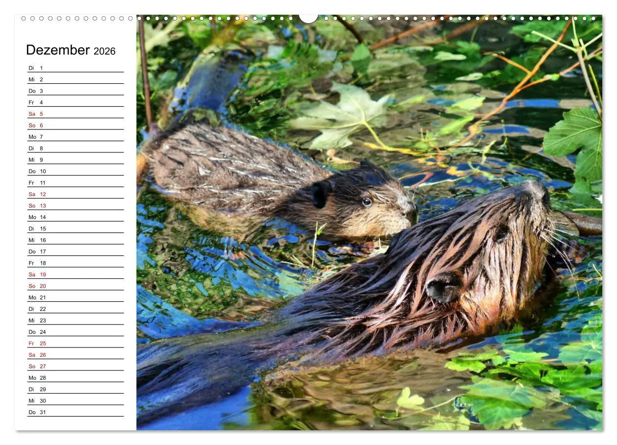 Bild: 9783457883167 | Das Familienleben der Biber (Wandkalender 2026 DIN A2 quer),...