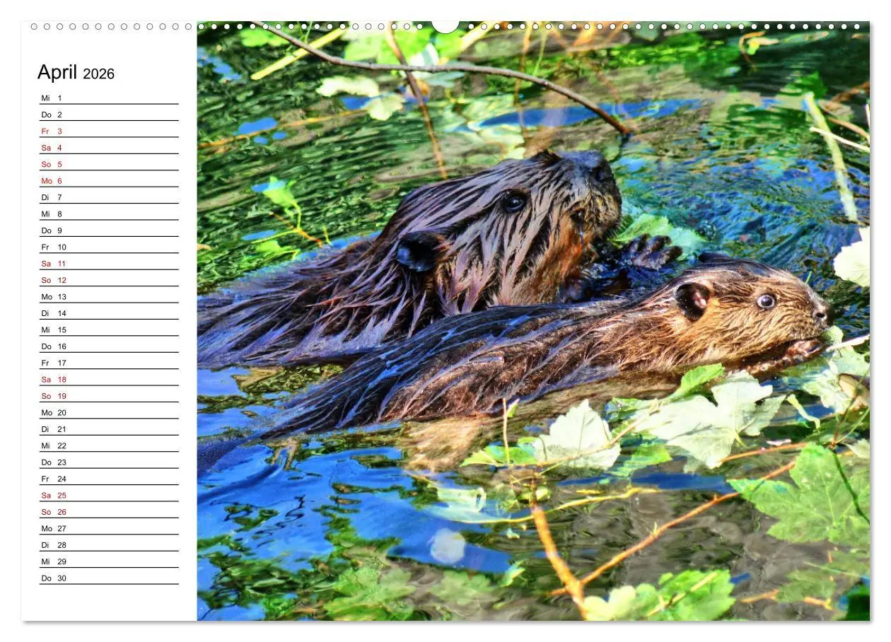 Bild: 9783457883167 | Das Familienleben der Biber (Wandkalender 2026 DIN A2 quer),...