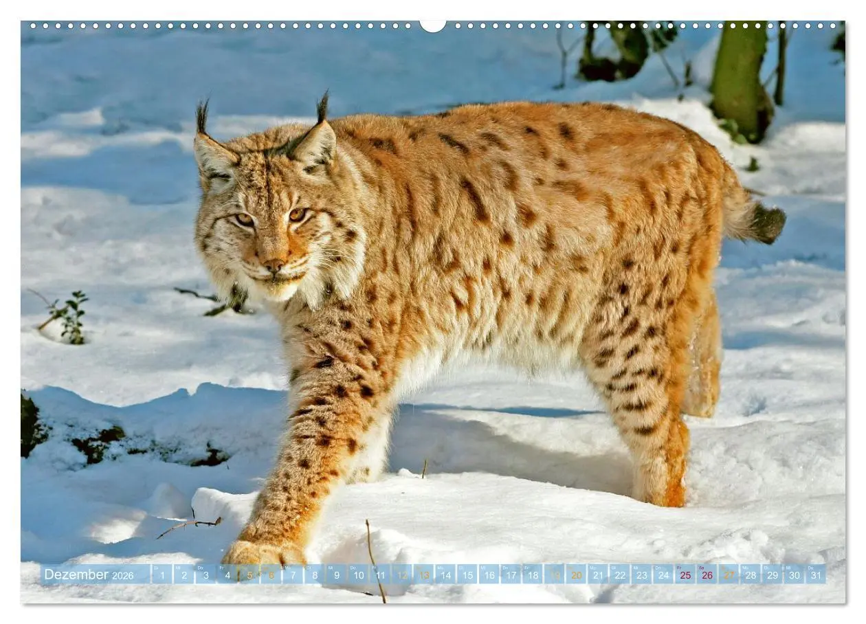 Bild: 9783457943267 | Dem Luchs auf der Spur (hochwertiger Premium Wandkalender 2026 DIN...