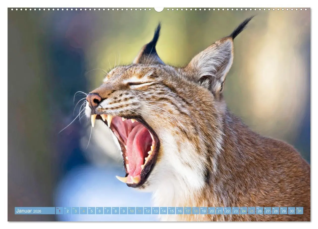 Bild: 9783457943267 | Dem Luchs auf der Spur (hochwertiger Premium Wandkalender 2026 DIN...