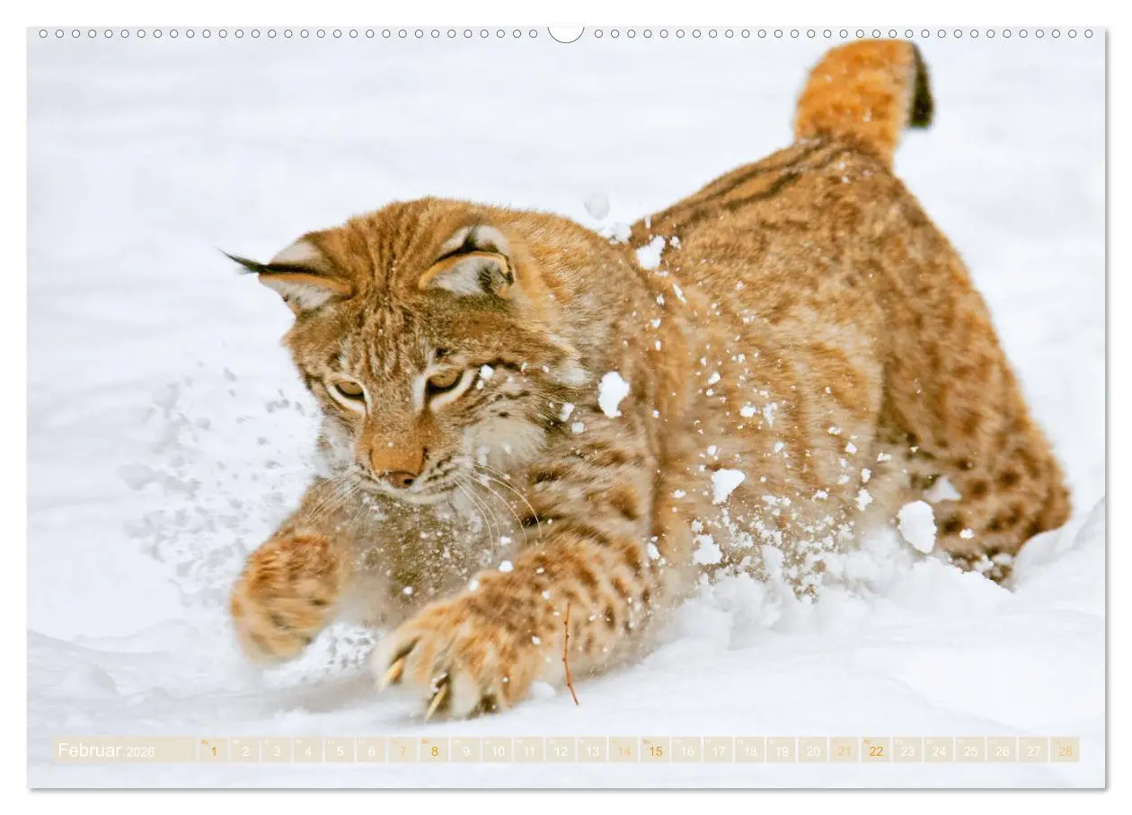 Bild: 9783457943267 | Dem Luchs auf der Spur (hochwertiger Premium Wandkalender 2026 DIN...
